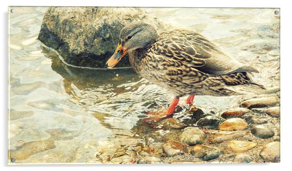 dabbling duck  Acrylic by Heather Newton