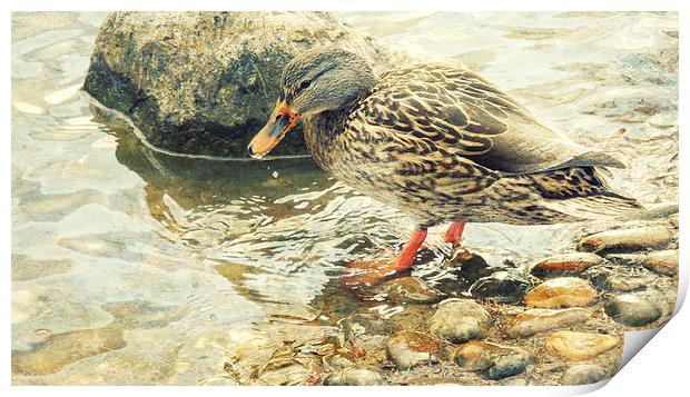 dabbling duck  Print by Heather Newton