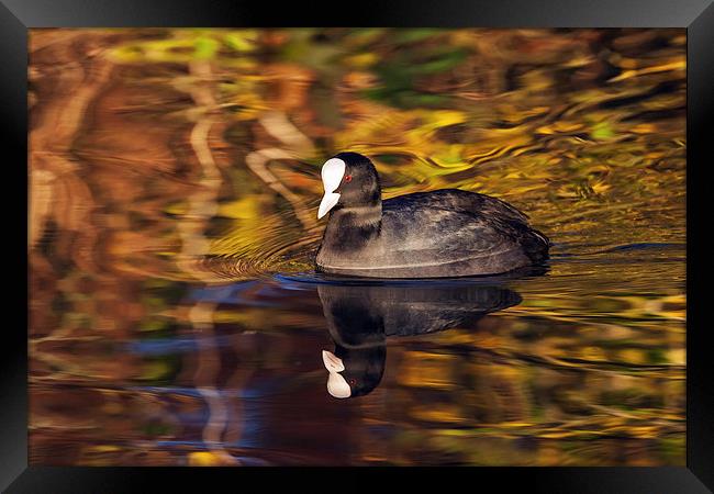  Coot swimming amongst amazing reflections. Framed Print by Ian Duffield