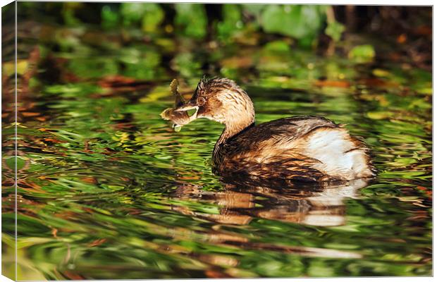 Dabchick and fish dinner on reflections.  Canvas Print by Ian Duffield