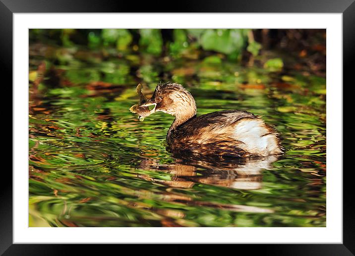 Dabchick and fish dinner on reflections.  Framed Mounted Print by Ian Duffield
