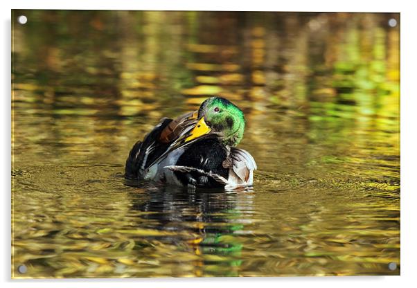 Mallard drake preening amongst the reflections,  Acrylic by Ian Duffield