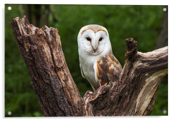  Barn owl perched in the fork of an old tree trunk Acrylic by Ian Duffield