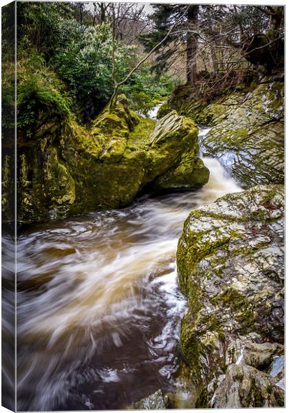  Tollymore Forest, Mournes, Northerm Ireland Game  Canvas Print by Chris Curry
