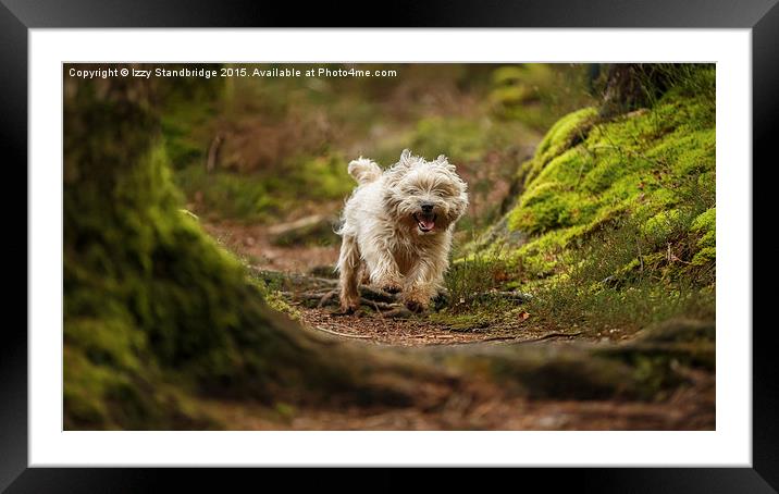  Cairn Terrier in the woods Framed Mounted Print by Izzy Standbridge
