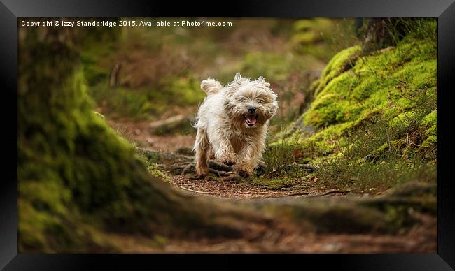  Cairn Terrier in the woods Framed Print by Izzy Standbridge