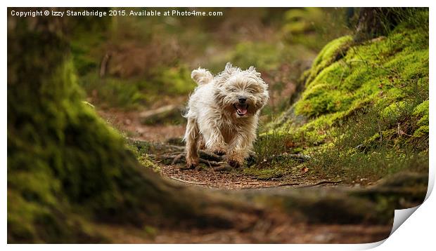  Cairn Terrier in the woods Print by Izzy Standbridge