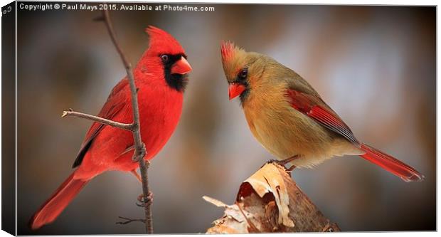  Male & Female Northern Cardinals Canvas Print by Paul Mays