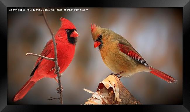  Male & Female Northern Cardinals Framed Print by Paul Mays
