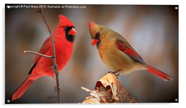  Male & Female Northern Cardinals Acrylic by Paul Mays