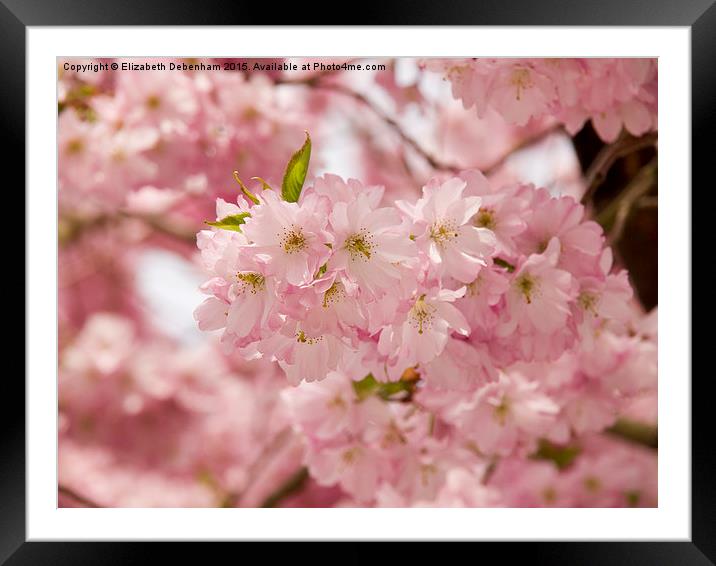  Pink Prunus Blossom Framed Mounted Print by Elizabeth Debenham