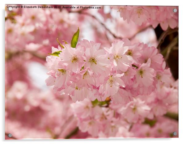 Pink Prunus Blossom Acrylic by Elizabeth Debenham