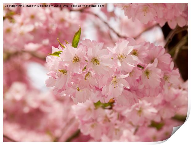  Pink Prunus Blossom Print by Elizabeth Debenham