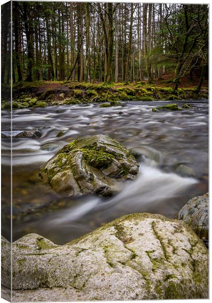Shimna River Tollymore Forrest - Ireland Canvas Print by Chris Curry