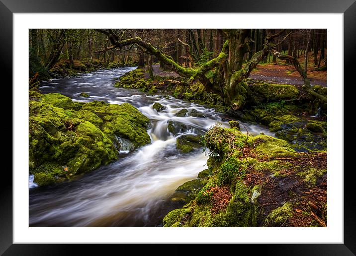 Tollymore Forest, Northern Ireland, Mournes  Framed Mounted Print by Chris Curry