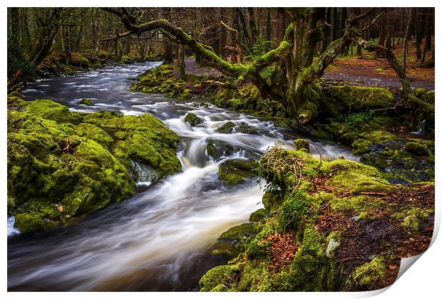 Tollymore Forest, Northern Ireland, Mournes  Print by Chris Curry
