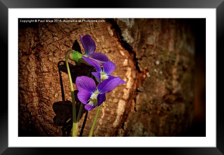  Spring Wild Flower Framed Mounted Print by Paul Mays