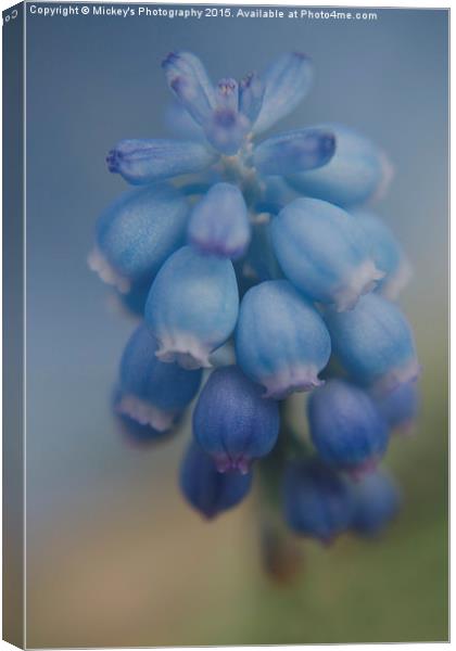 Grape Hyacinths Canvas Print by rawshutterbug 