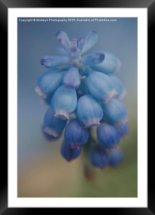 Grape Hyacinths Framed Mounted Print by rawshutterbug 