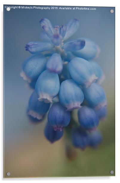 Grape Hyacinths Acrylic by rawshutterbug 