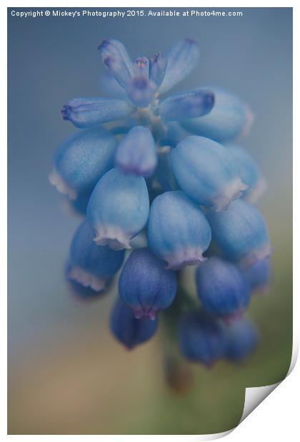 Grape Hyacinths Print by rawshutterbug 