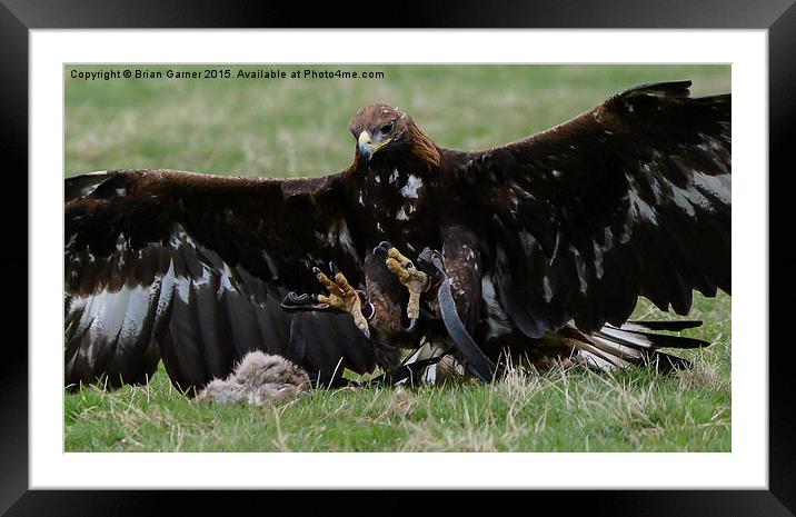  Golden Eagle Attack Framed Mounted Print by Brian Garner