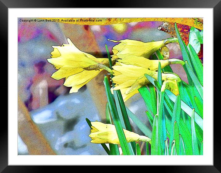  Daffodils Framed Mounted Print by Lynn Bolt