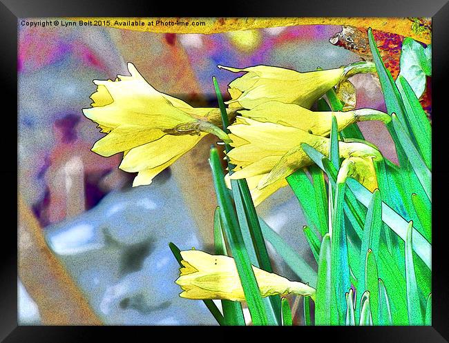  Daffodils Framed Print by Lynn Bolt
