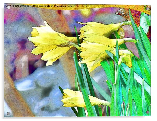  Daffodils Acrylic by Lynn Bolt
