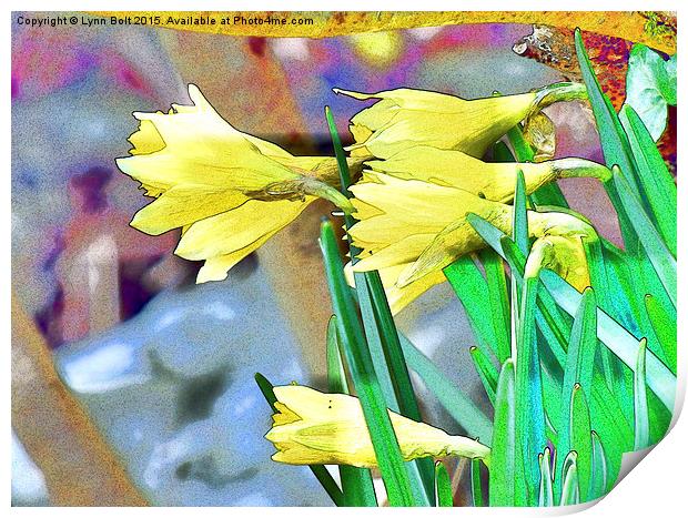  Daffodils Print by Lynn Bolt