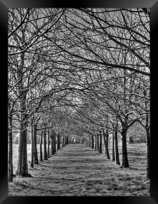 Jogger in the Park Framed Print by David French