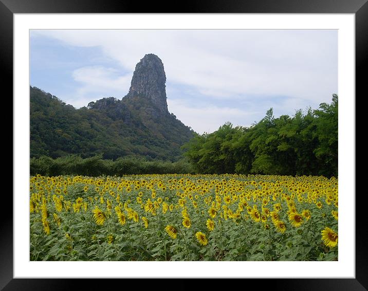 Lopburi sunflowers and mountain Framed Mounted Print by joel ormsby