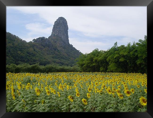 Lopburi sunflowers and mountain Framed Print by joel ormsby