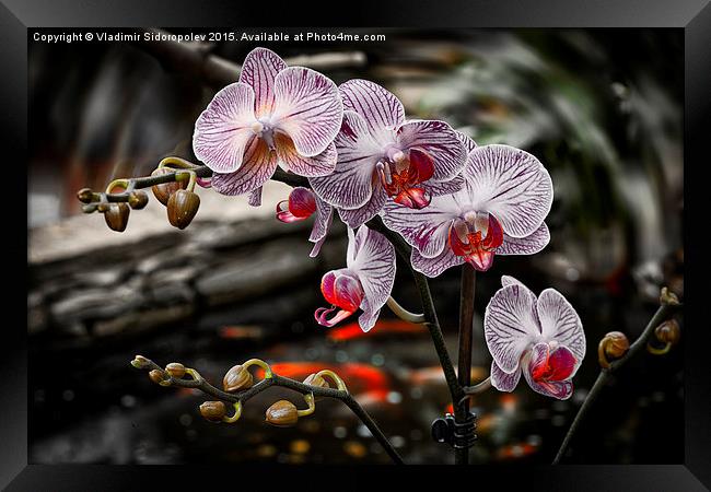  Orchid Framed Print by Vladimir Sidoropolev