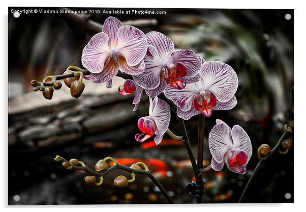  Orchid Acrylic by Vladimir Sidoropolev