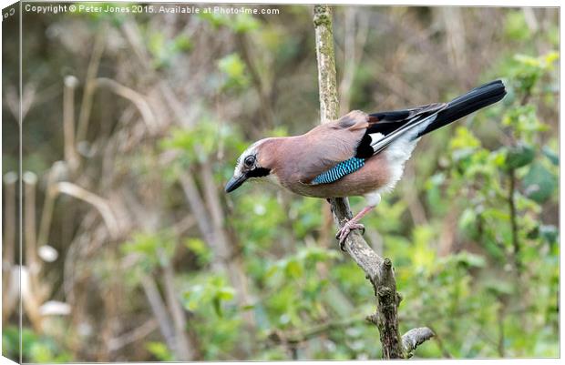  Jay on branch Canvas Print by Peter Jones
