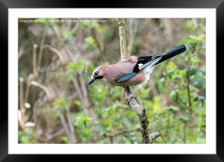  Jay on branch Framed Mounted Print by Peter Jones