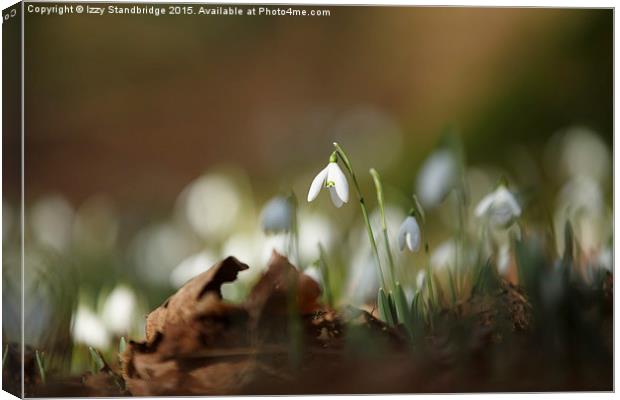  The first drops of spring Canvas Print by Izzy Standbridge