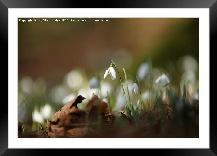  The first drops of spring Framed Mounted Print by Izzy Standbridge