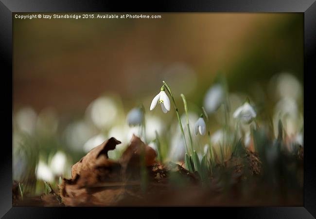  The first drops of spring Framed Print by Izzy Standbridge