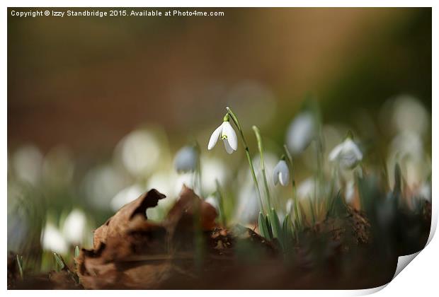  The first drops of spring Print by Izzy Standbridge
