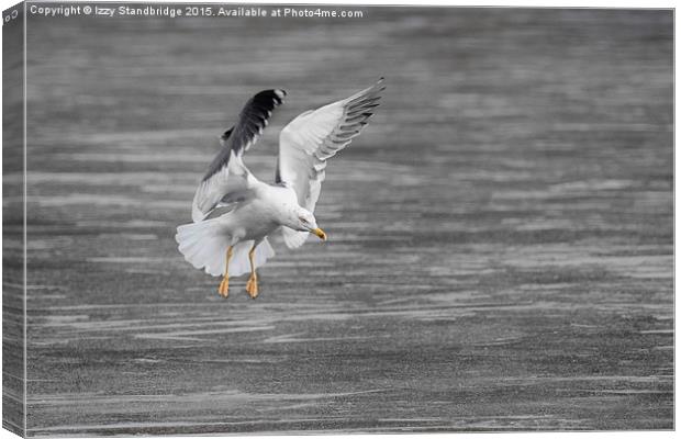  Seagull ice landing approach Canvas Print by Izzy Standbridge