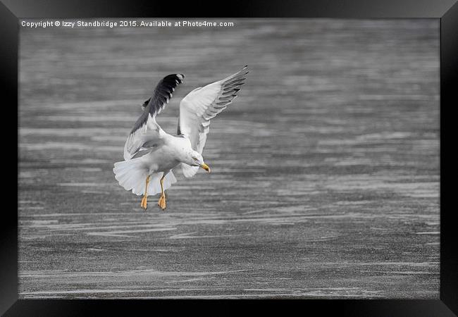  Seagull ice landing approach Framed Print by Izzy Standbridge