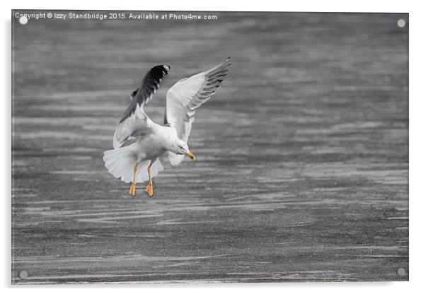  Seagull ice landing approach Acrylic by Izzy Standbridge