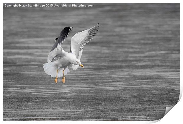  Seagull ice landing approach Print by Izzy Standbridge