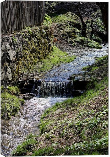 Small creek along the fence in Sibiel Romania Canvas Print by Adrian Bud