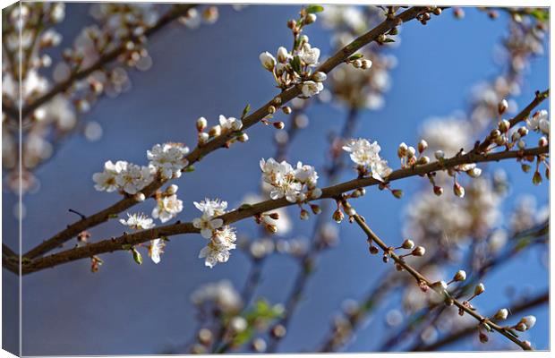 Plum blossom in the sky Canvas Print by Adrian Bud