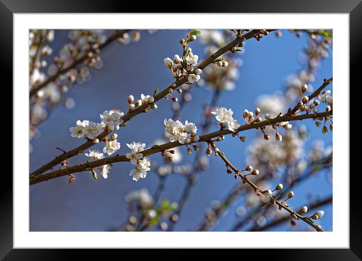 Plum blossom in the sky Framed Mounted Print by Adrian Bud