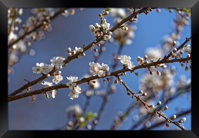 Plum blossom in the sky Framed Print by Adrian Bud