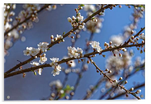 Plum blossom in the sky Acrylic by Adrian Bud